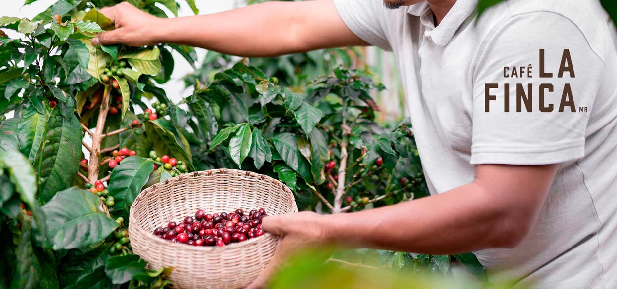 Café La Finca: Un Tesoro Mexicano en Cada Taza