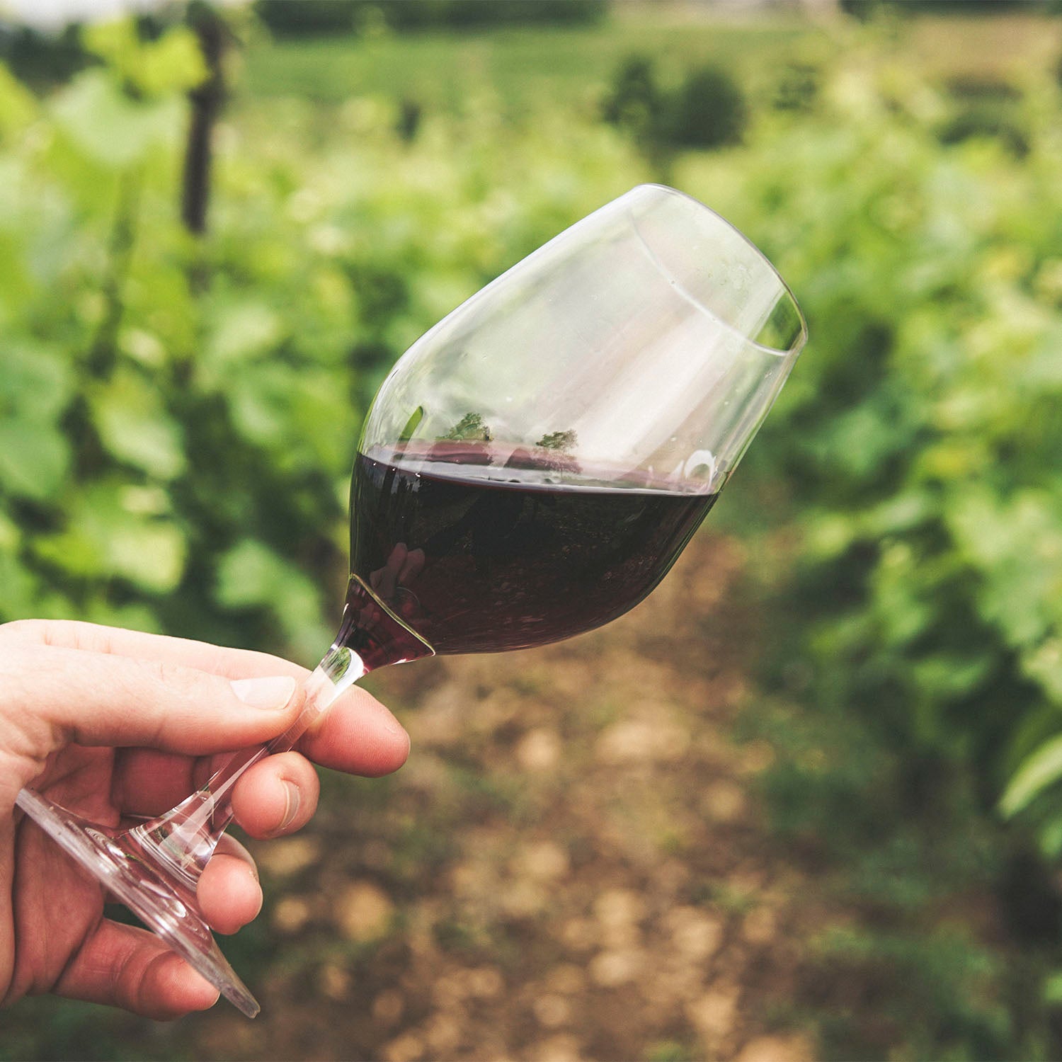 Vino Tinto Cono Sur Orgánico Pinot Noir de 750 ml- Chile