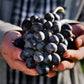 3X2 - Vino Tinto - Isla Negra Syrah -  750 ml